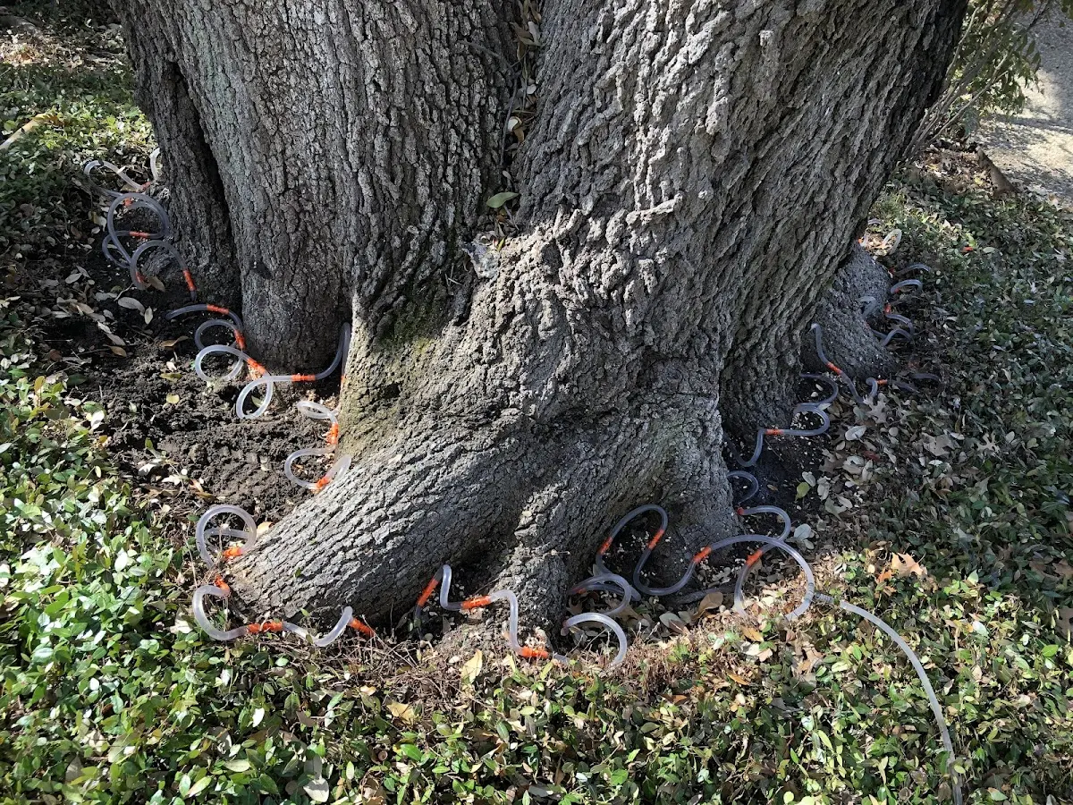 Detailed Tree Cabling and Bracing job site in Batson
