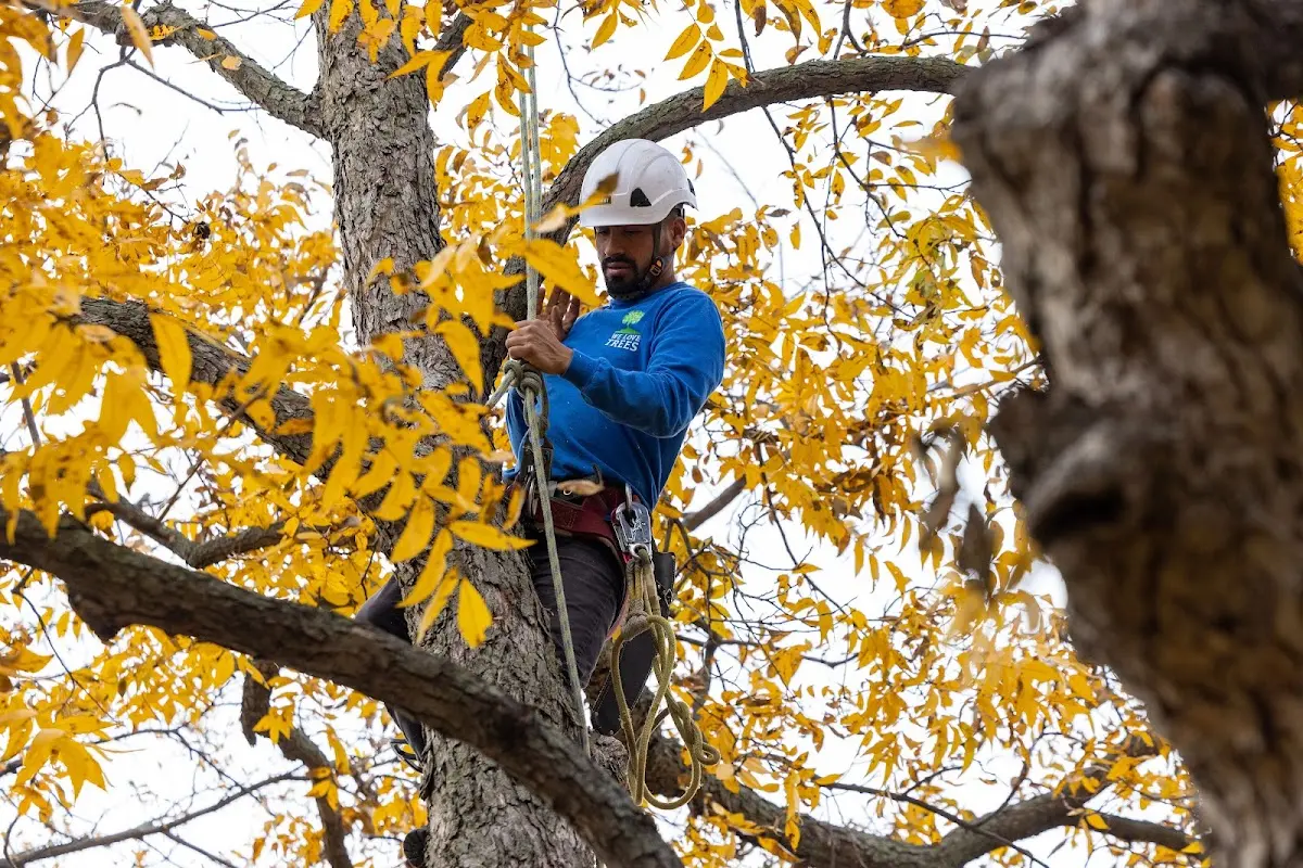 Skilled Tree Trimming crew working in Batson